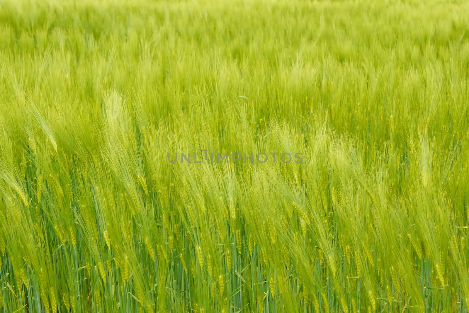 Organic Green spring grains for background by artush