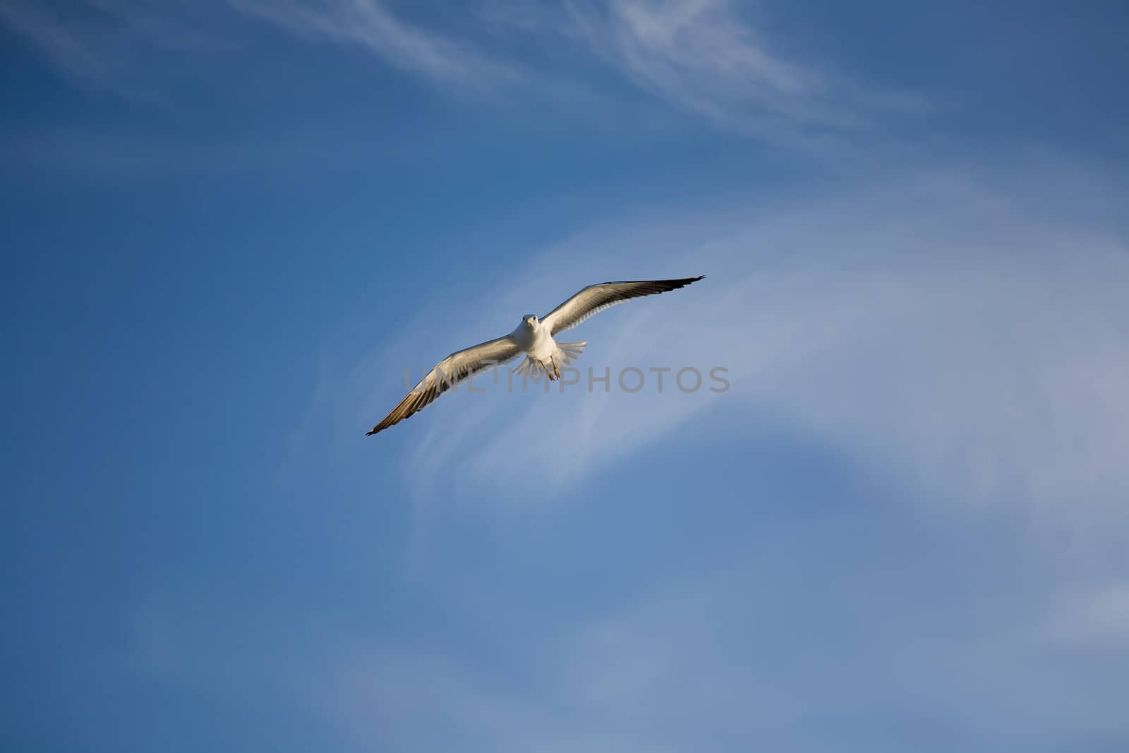 Sea gull