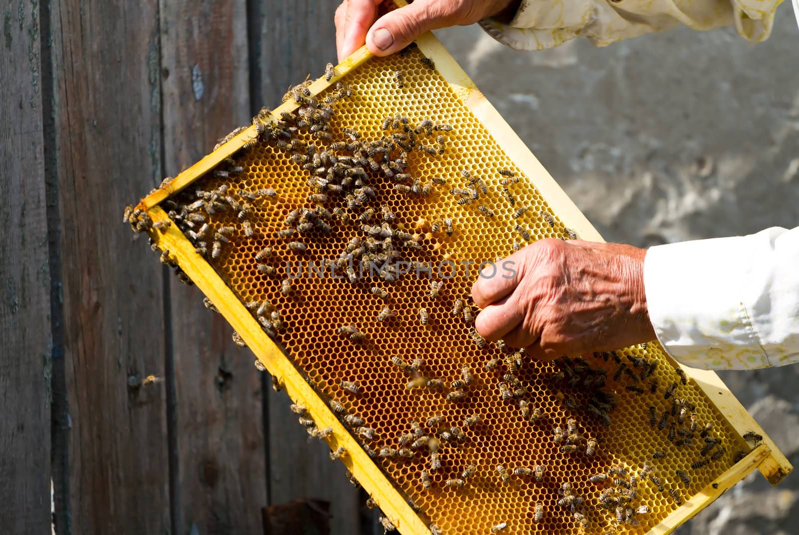 Beekeeper working by Bedolaga