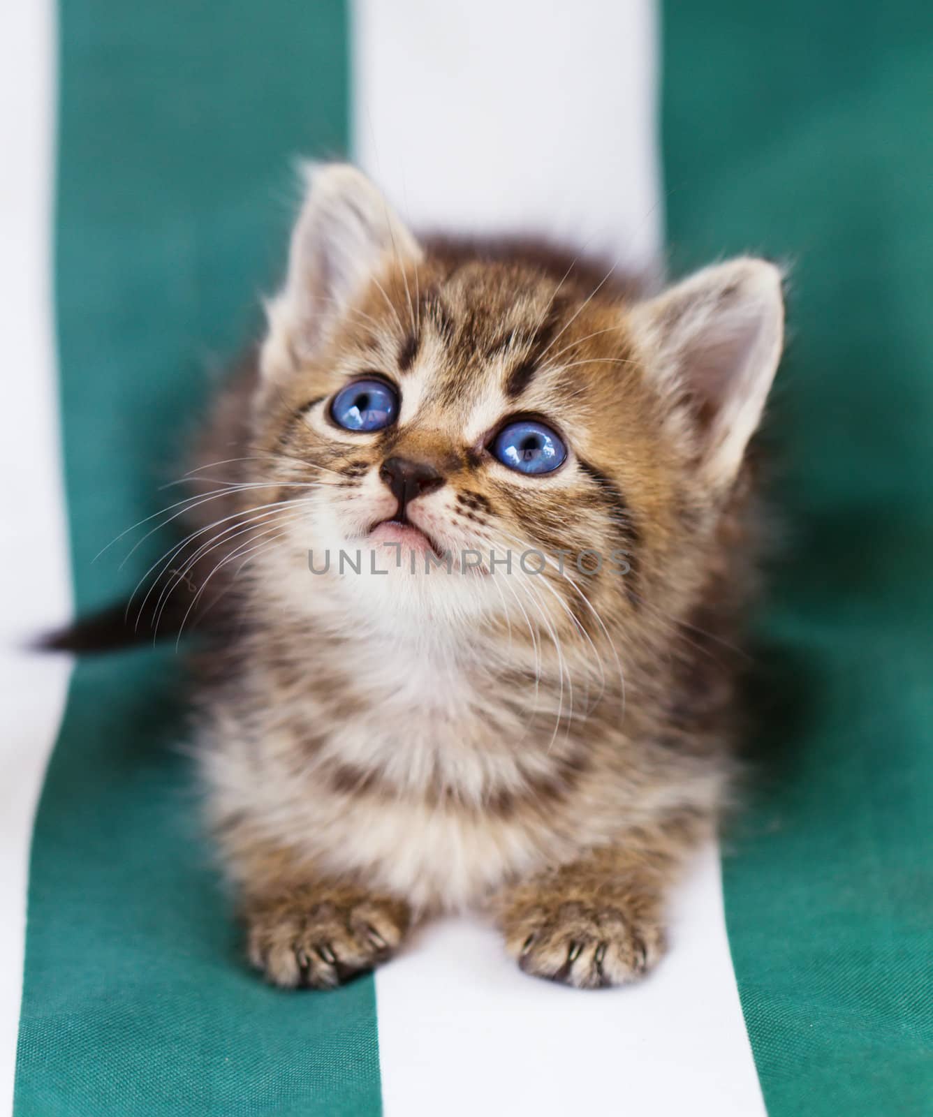 little kitten by Bedolaga