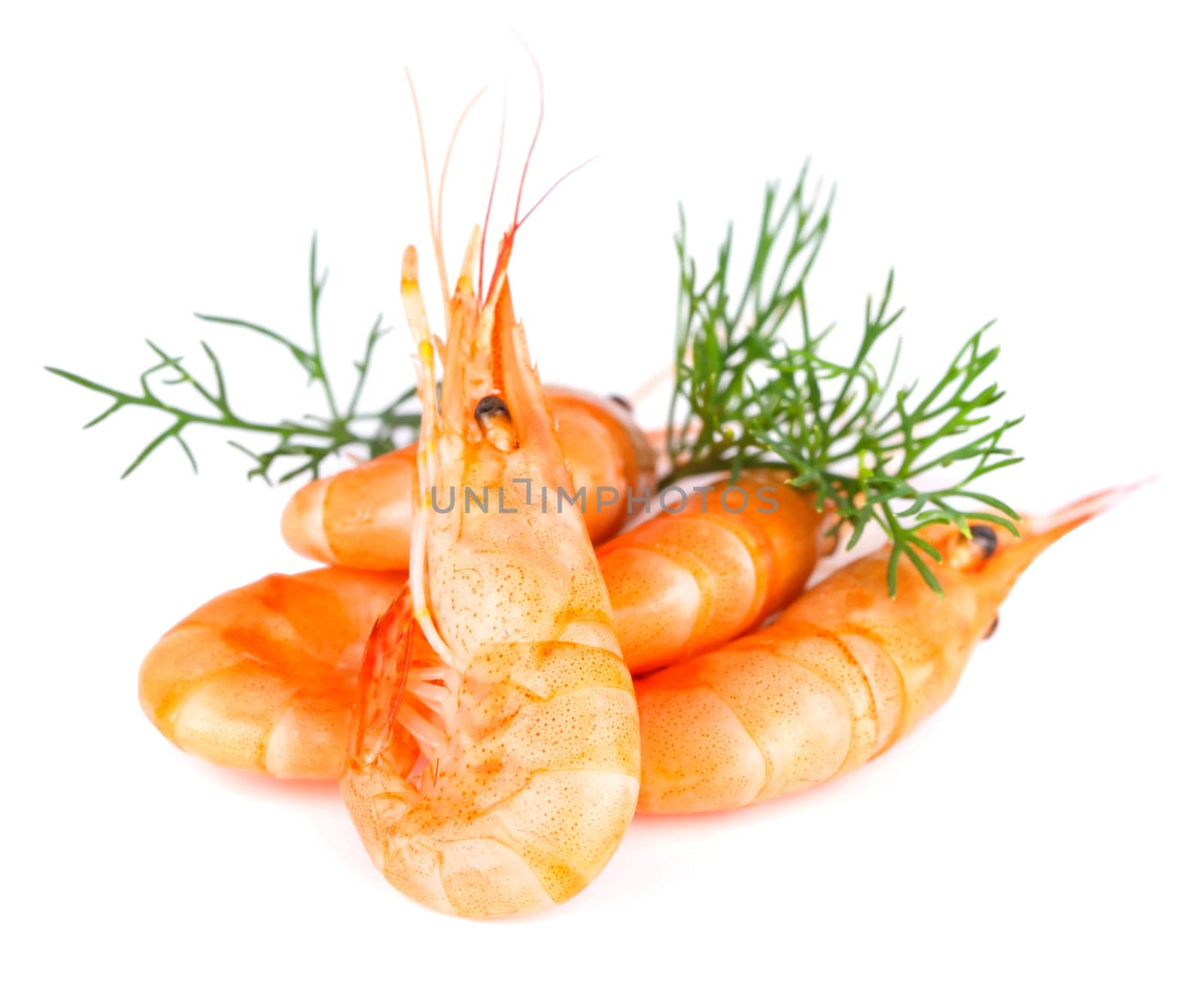 Shrimp with dill, isolated on white. Macro.