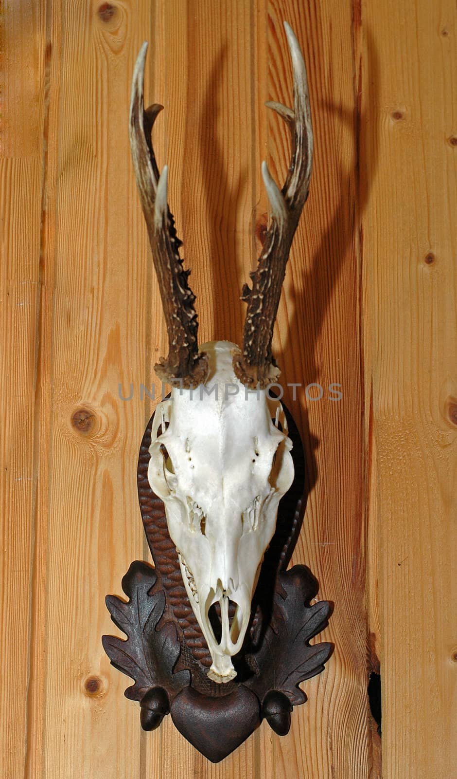hunting trophy, deer skull with harts-horn on wooden background