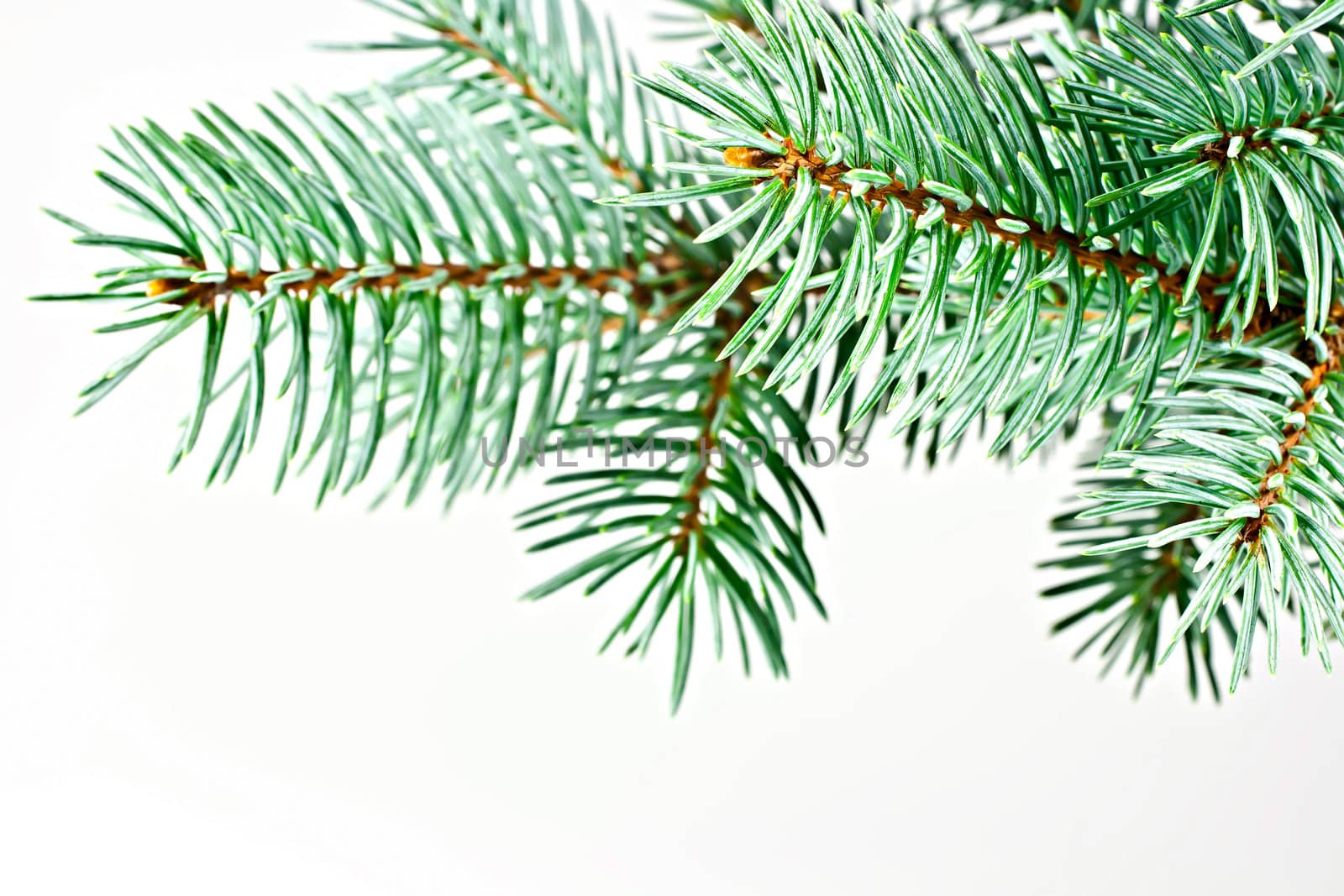 Isolated on a white background fir twig. Conifer.