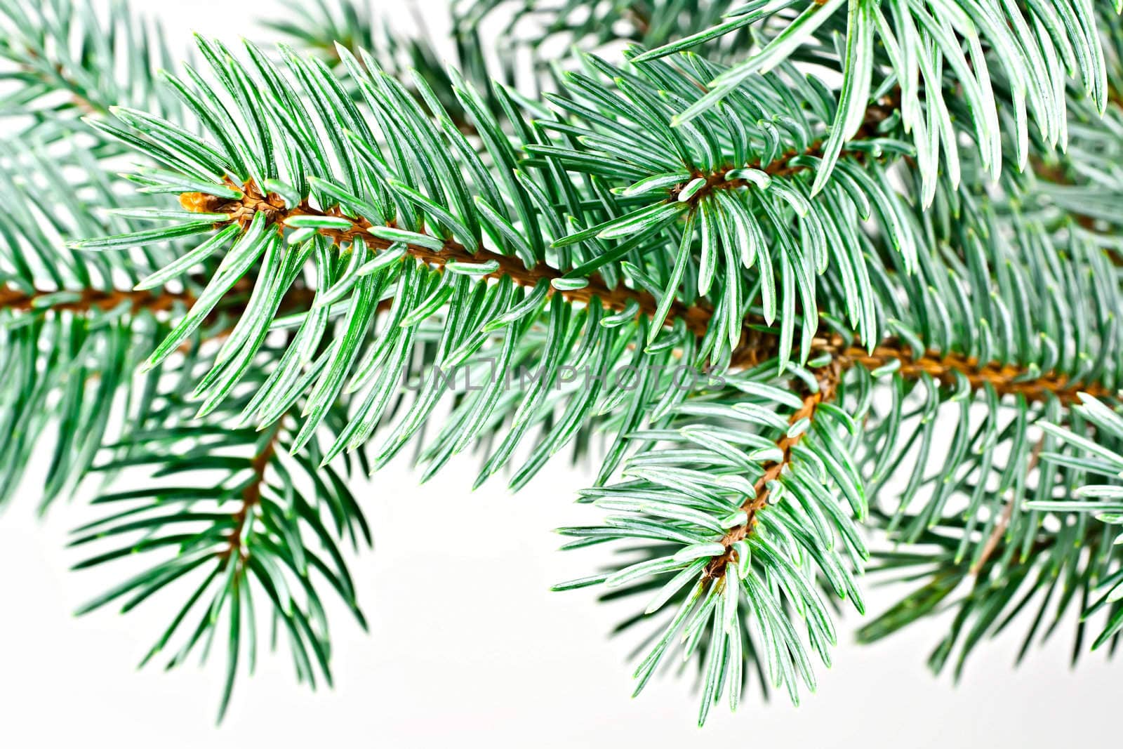 Isolated on a white background fir twig. Conifer.