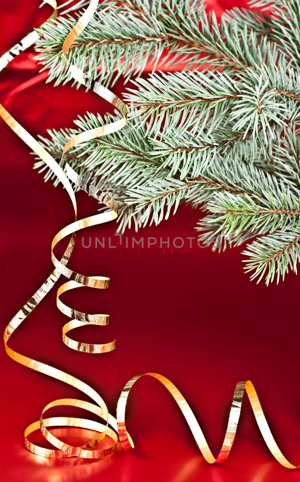 Isolated on a red background spruce twig, the Christmas Streamer.