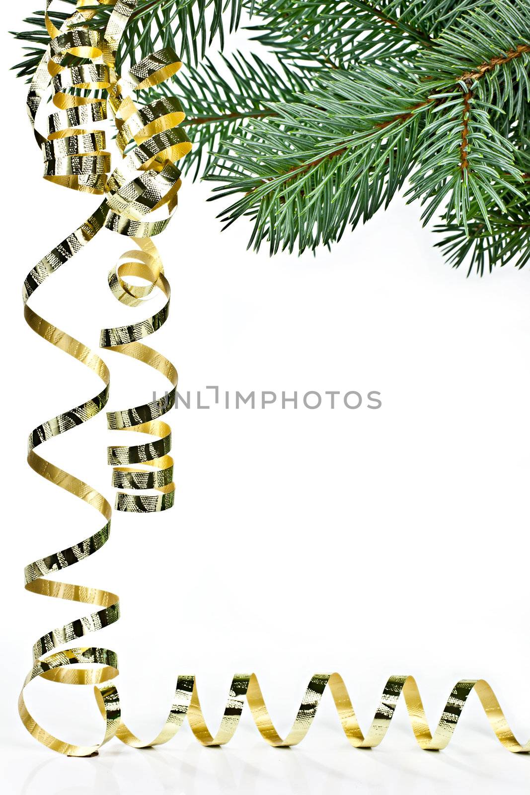 Isolated on a white background spruce twig, the Christmas Streamer.

