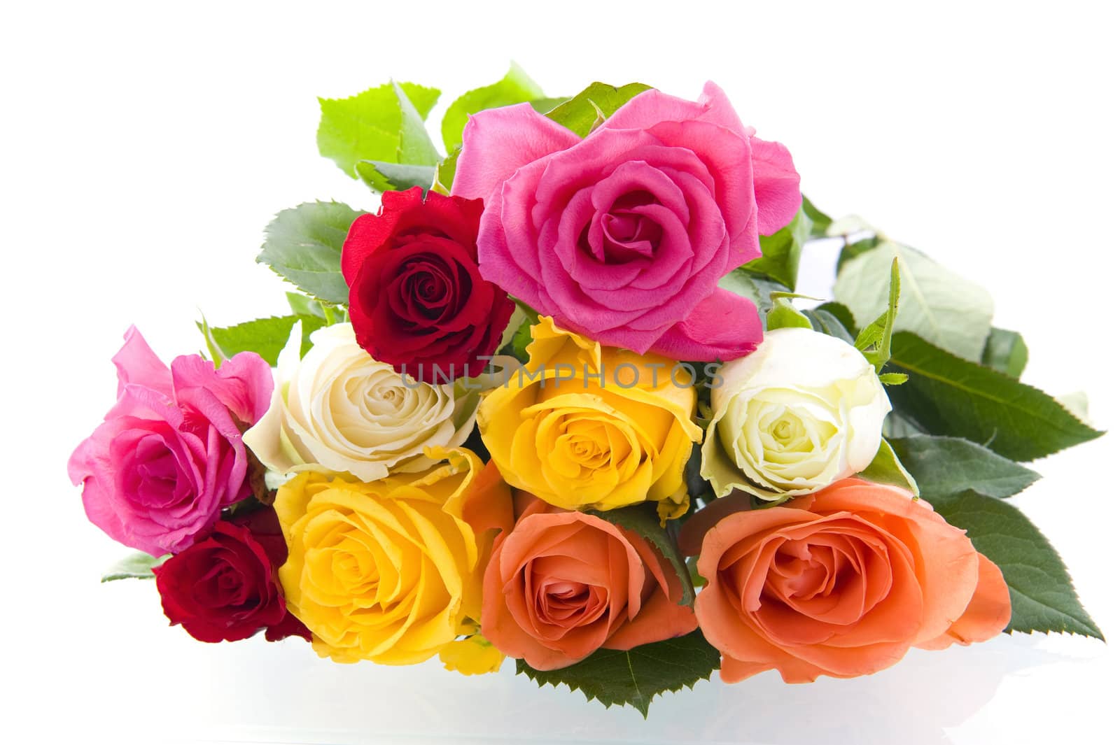 A beautiful roses on a white background