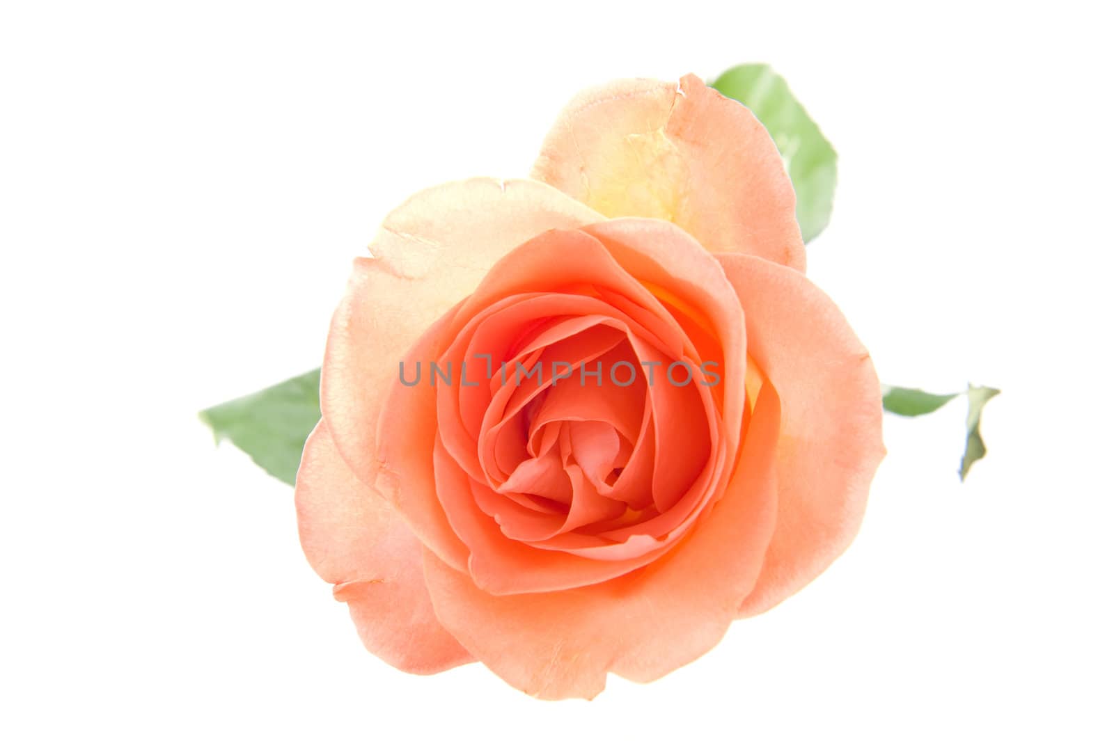 A beautiful rose on a white background