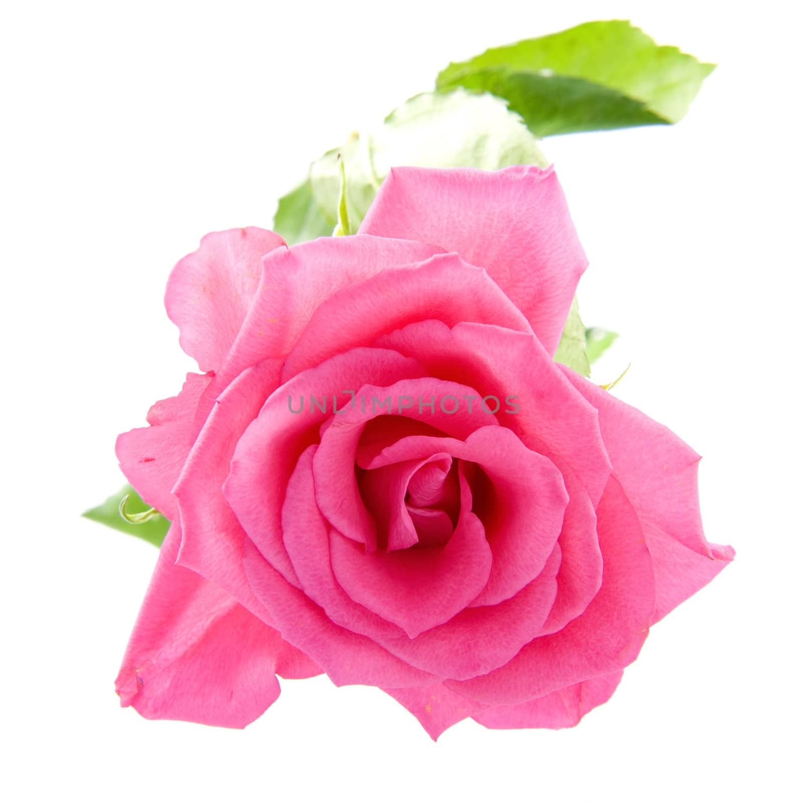 A beautiful pink rose on a white background