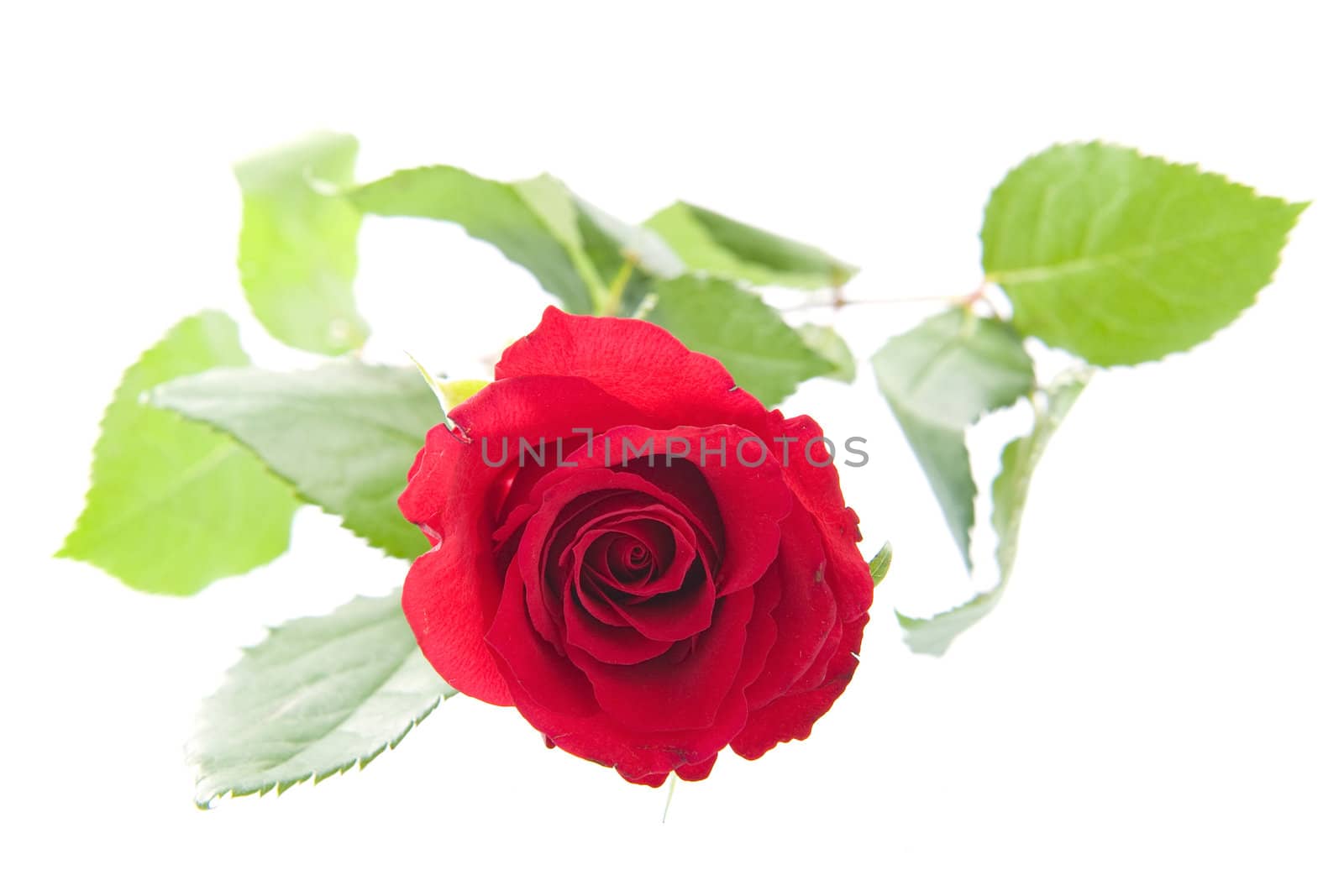 A beautiful red rose on a white background