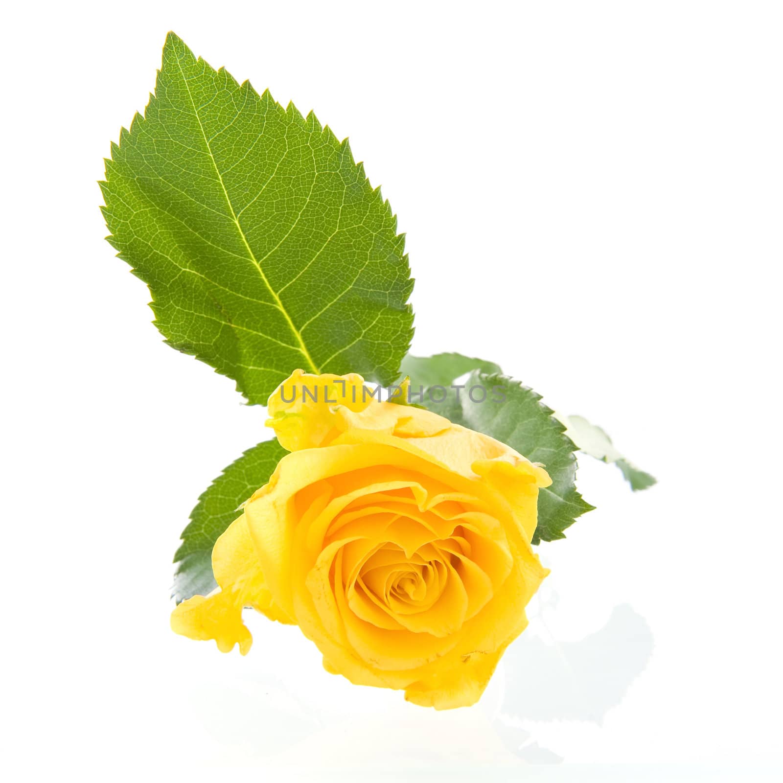 A beautiful yellow rose on a white background