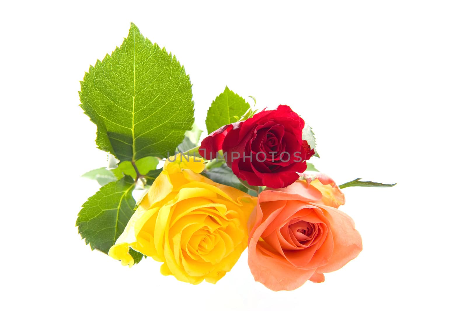 Three beautiful roses on a white background