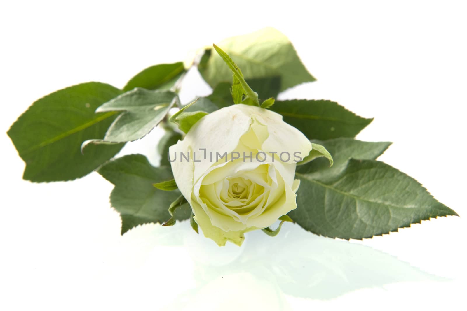 A beautiful white rose on a white background