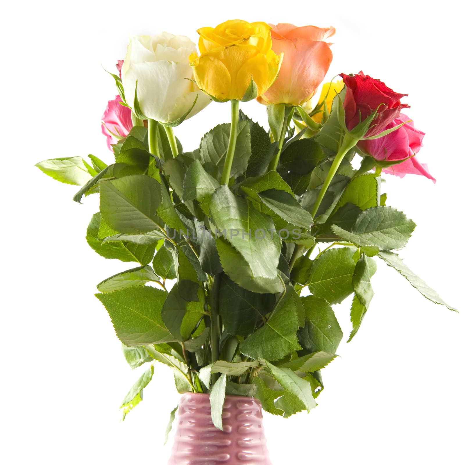 A pink vase with beautiful roses on a white background