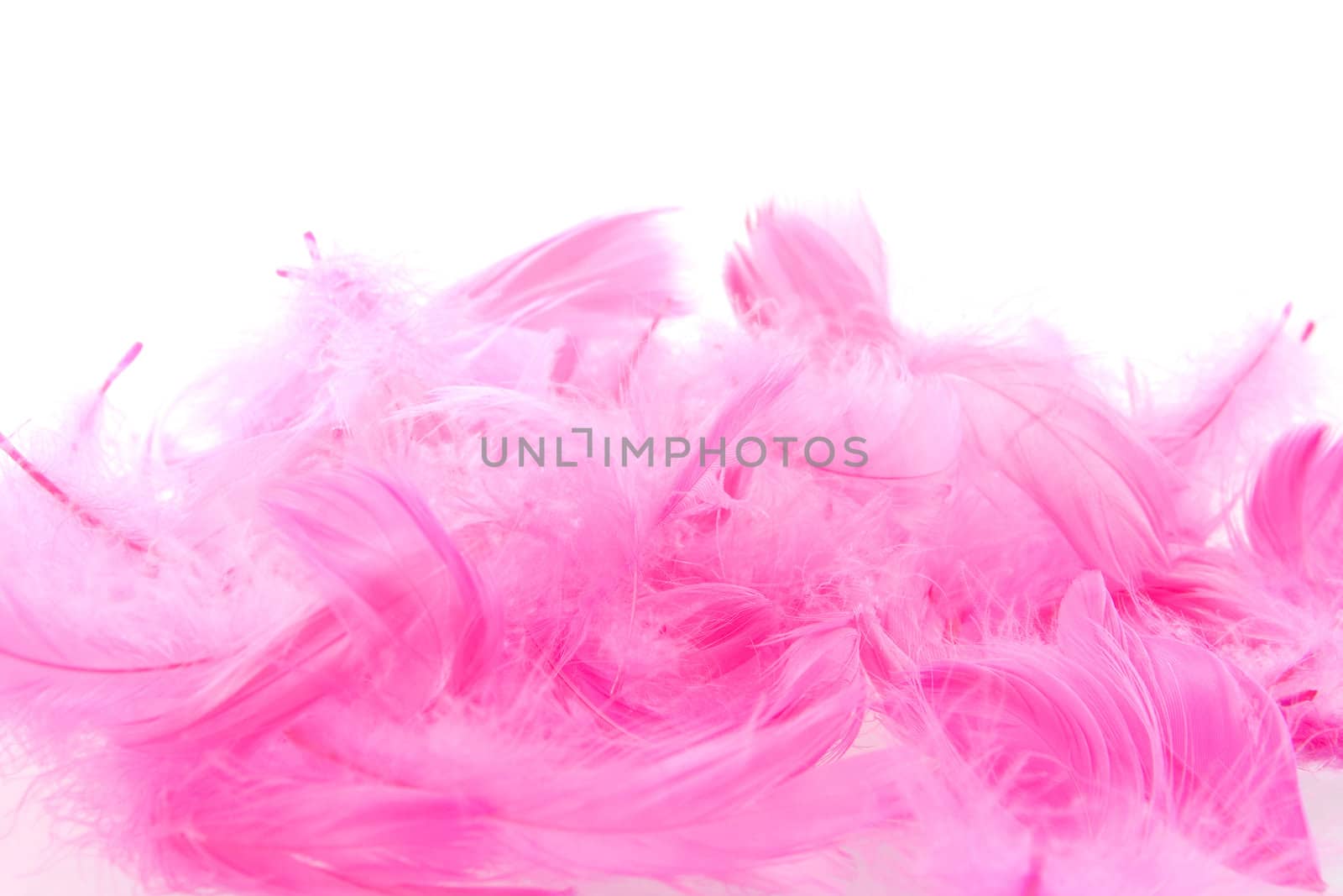 a lot of pink feathers on a white background