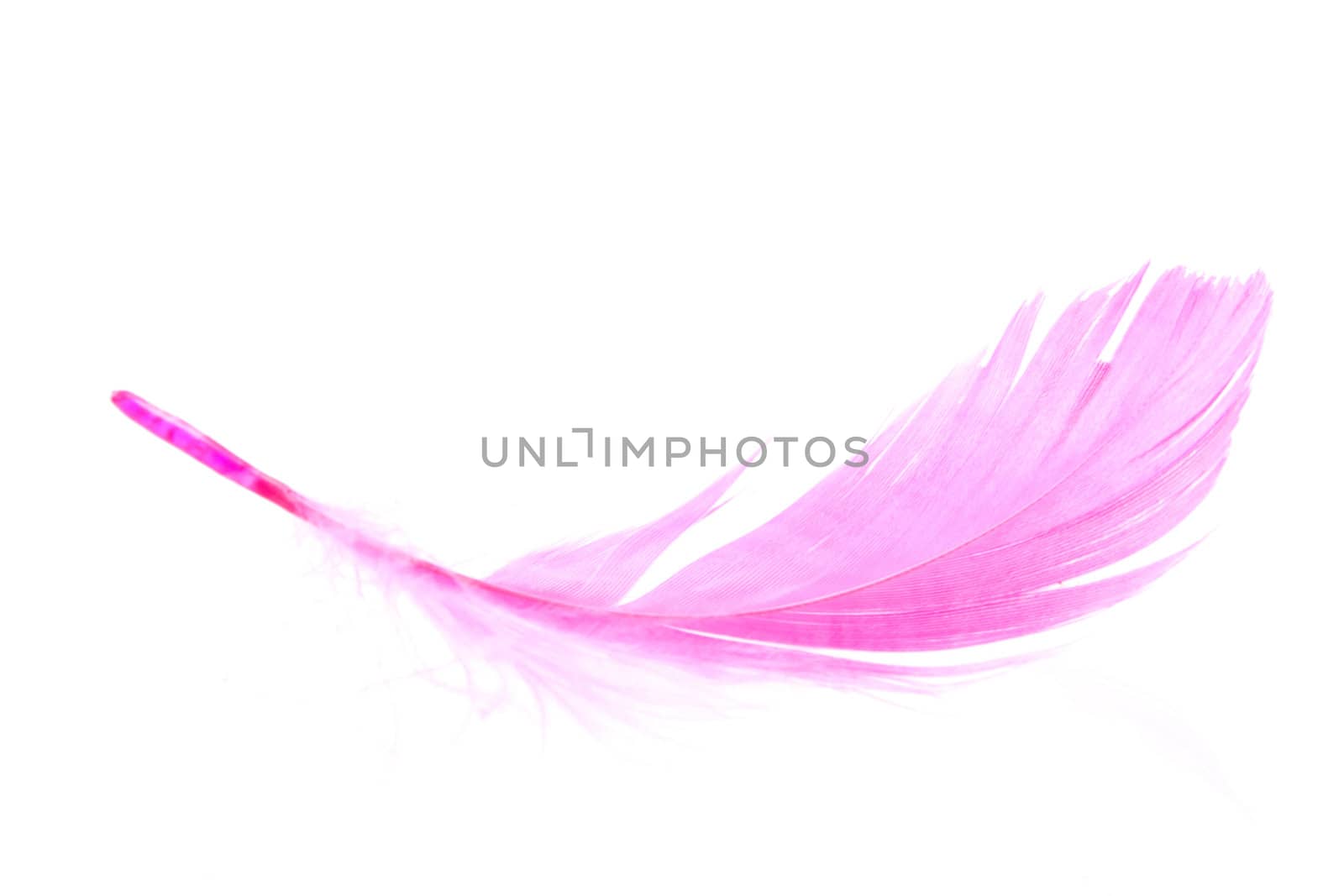 a pink feather on a white background