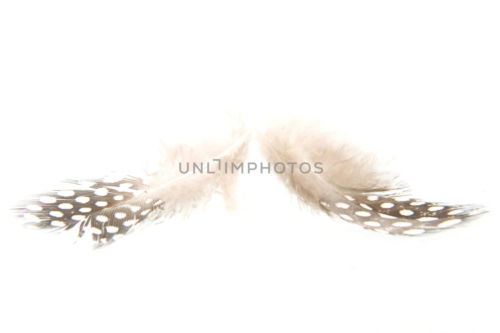 a brown and white dotted feather on a white background