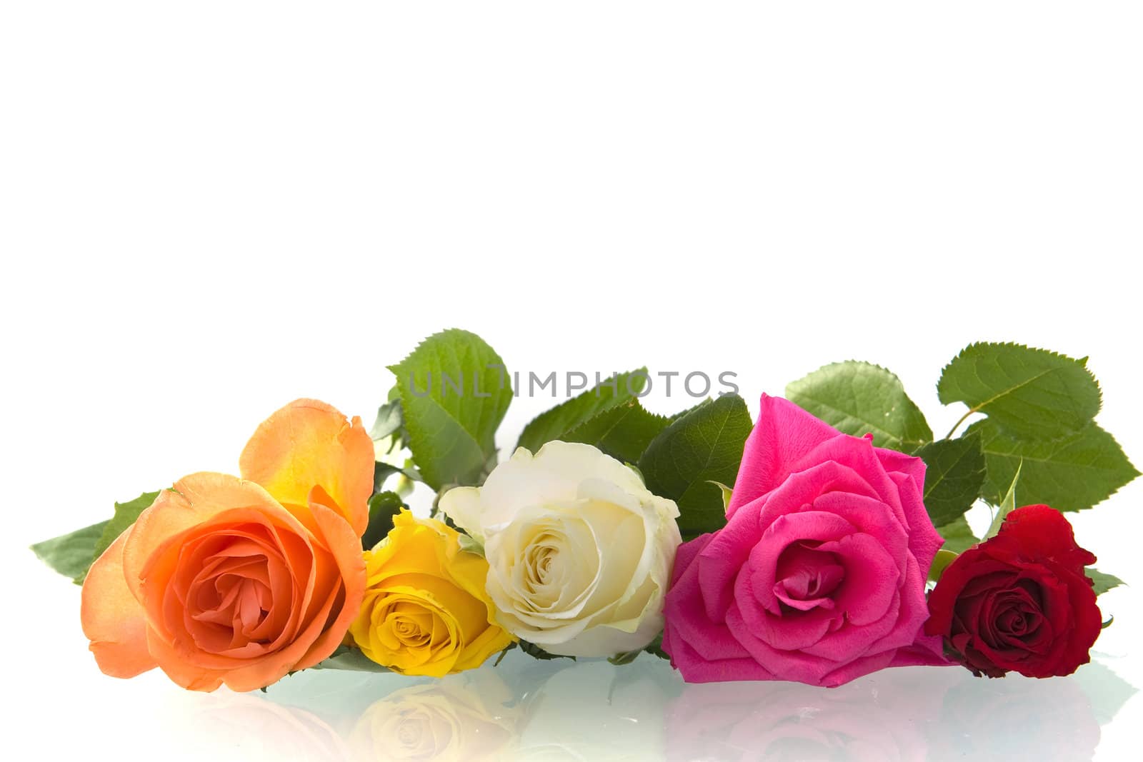 five roses in a row, in orange, yellow, red, pink and white