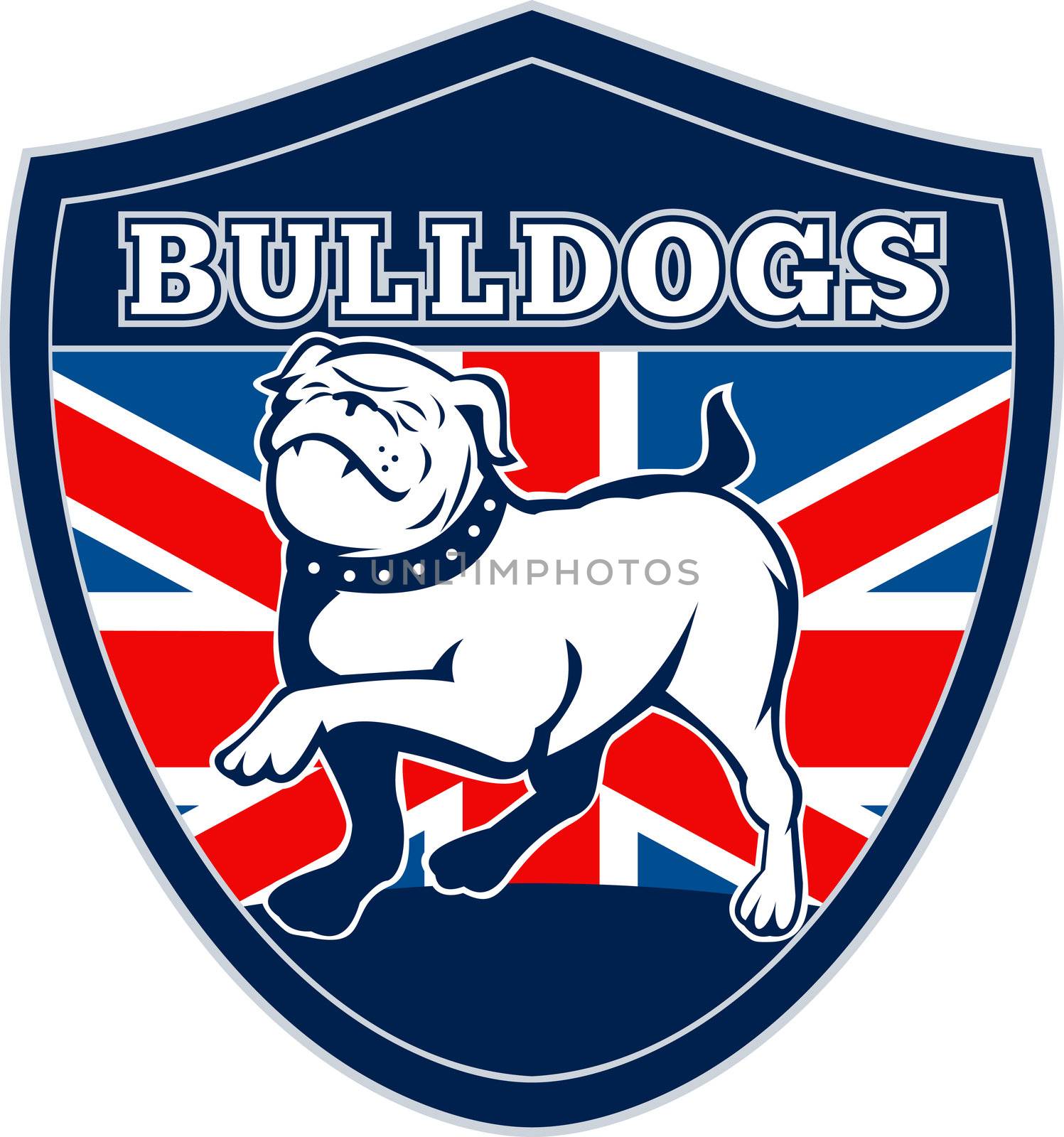 illustration of a Proud English bulldog marching with Great Britain or British flag in background set inside a shield with words "bulldogs" suitable for any sports team mascot
