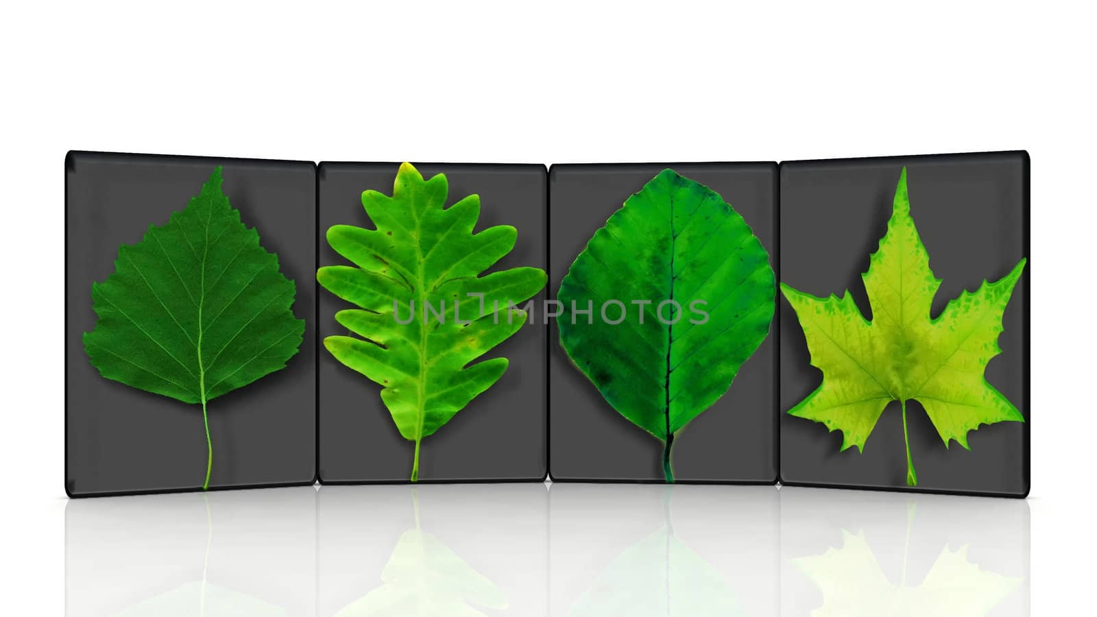 4 leaves green of trees by njaj
