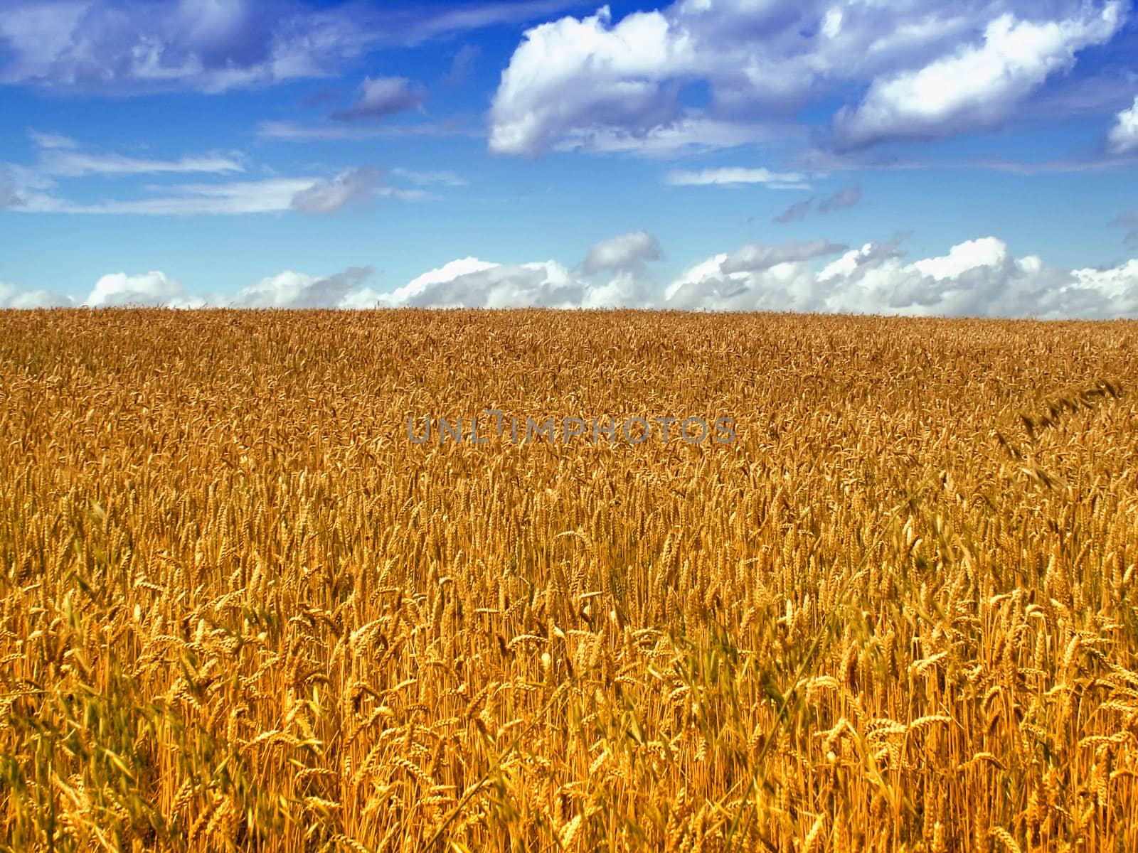 wheatfield by njaj