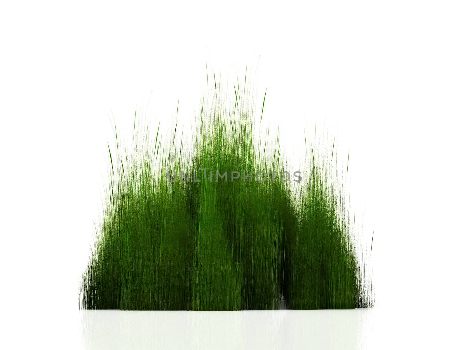 concept  of grass on a white background