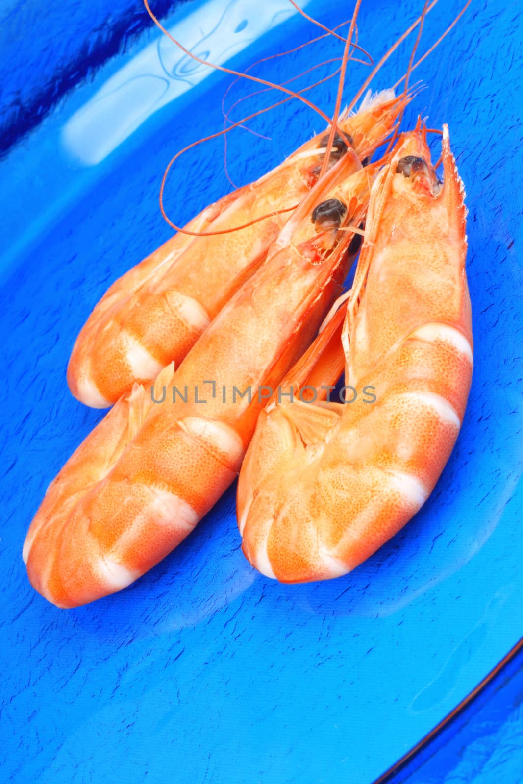 Three boiled shrimps over a blue glass plate