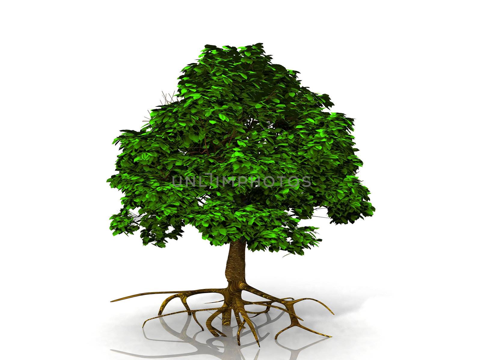 a green tree on white background