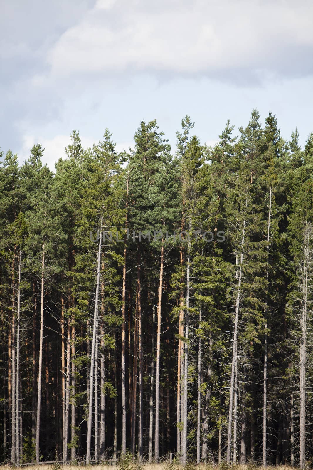 Full frame of Pine trees