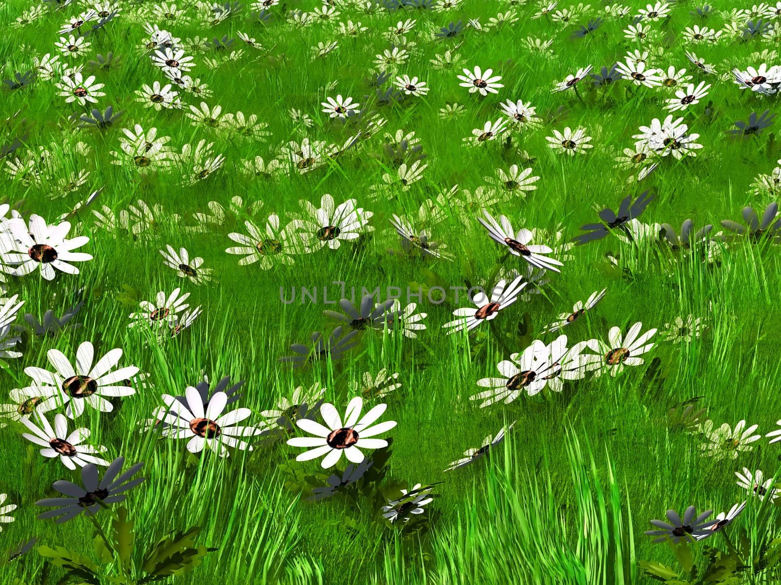 high grass and white flowers