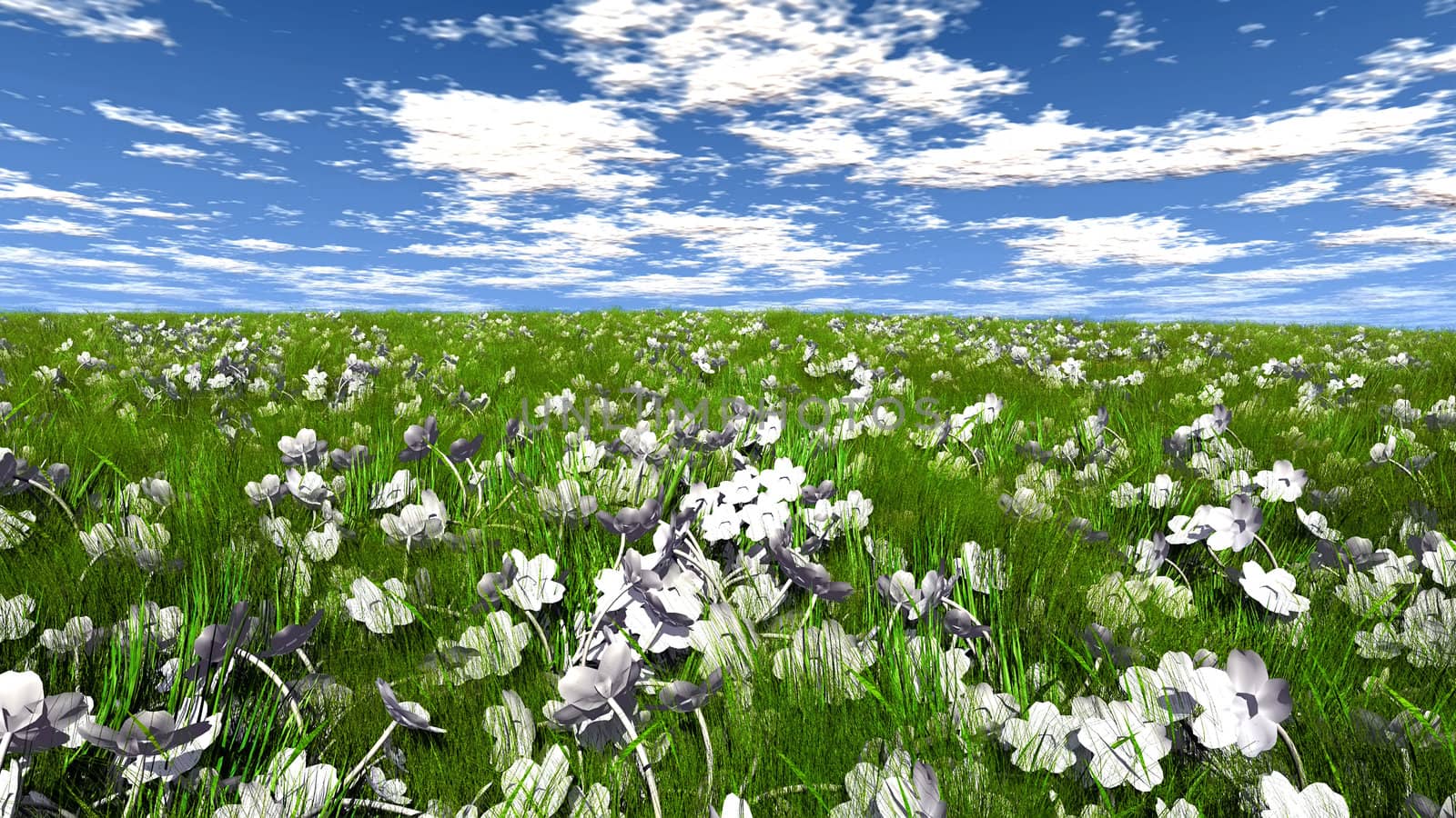 grass and flowers by njaj