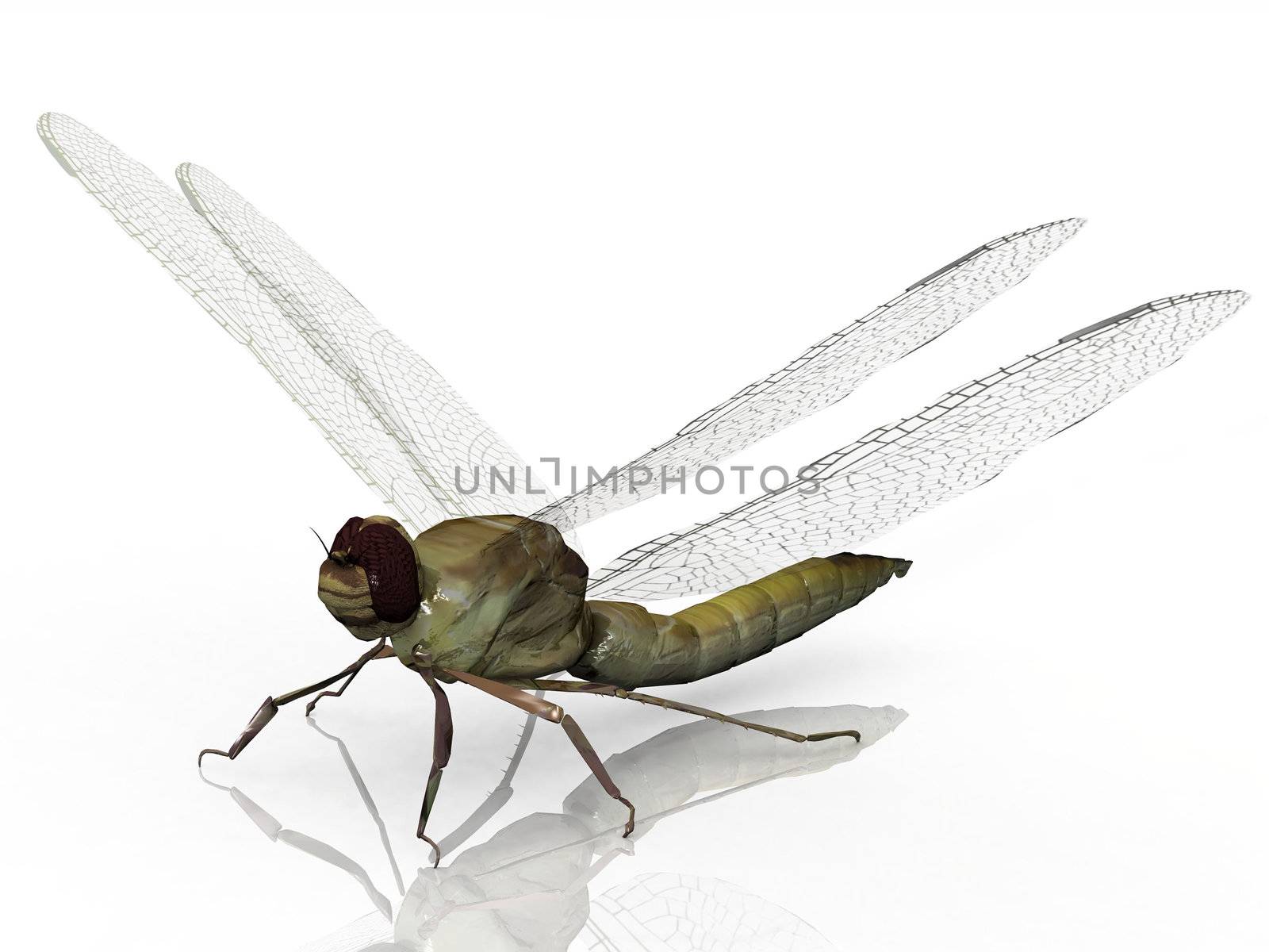 the dragonfly on a white background