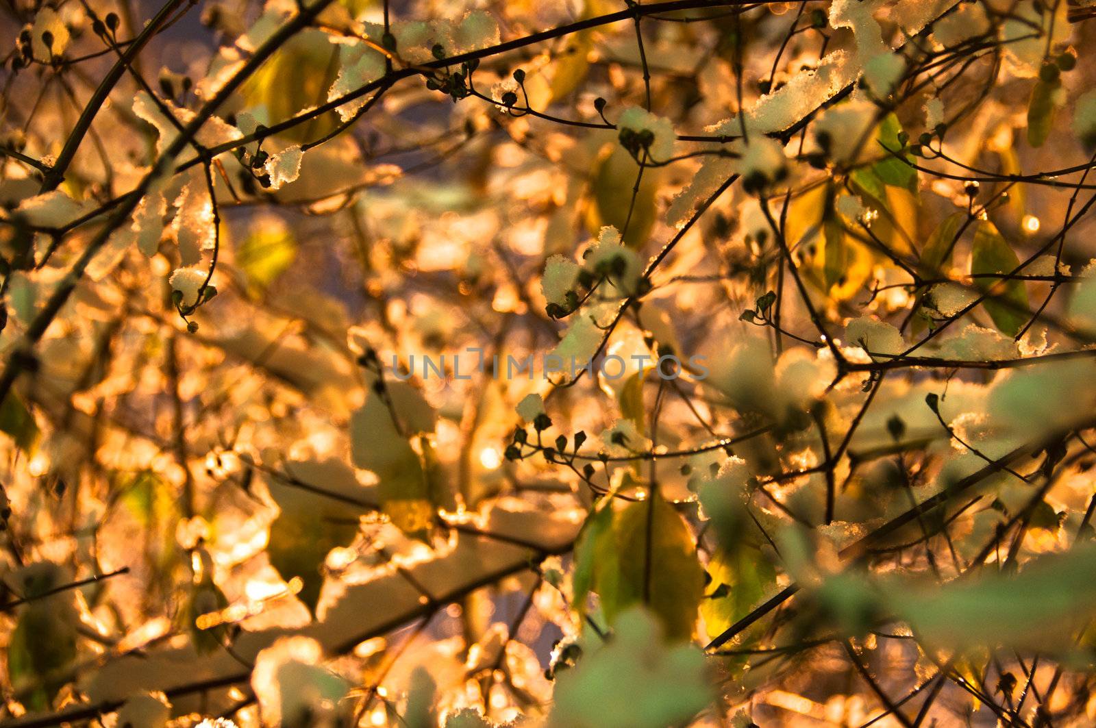 Closeup on snow covered bushes in great ambient light
