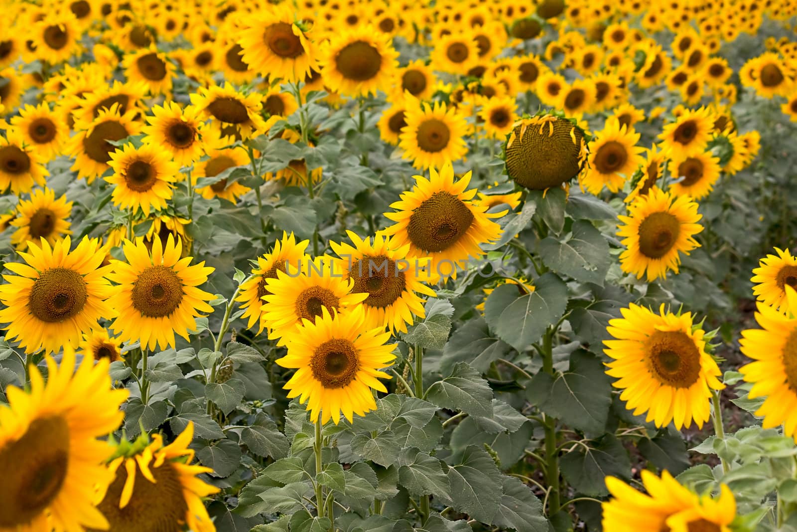 Blooming sunflowers by zhannaprokopeva