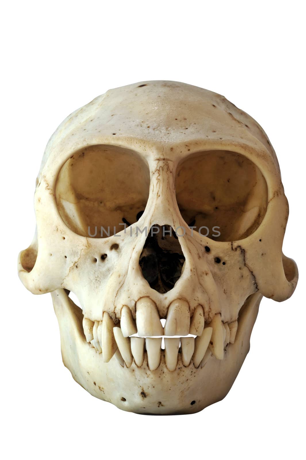 Skull of a Black-Faced Vervet Monkey Chlorocebus pygerythrus (formerly Cercopithecus aethiops)