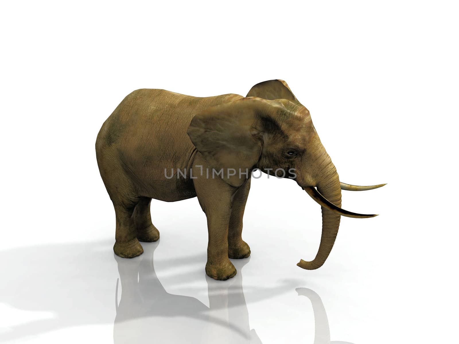 elephant by njaj
