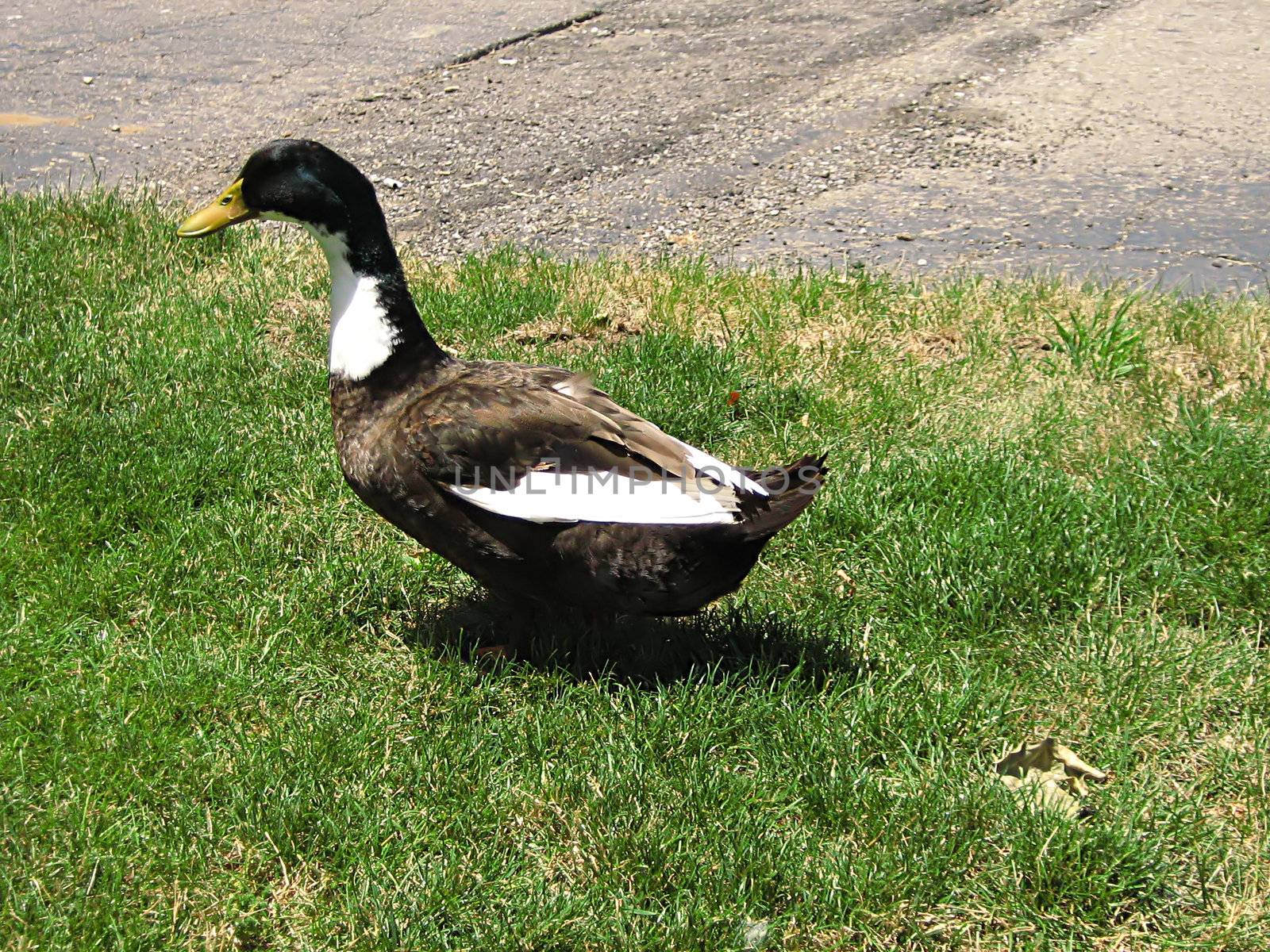 A photograph of a duck near a pond.