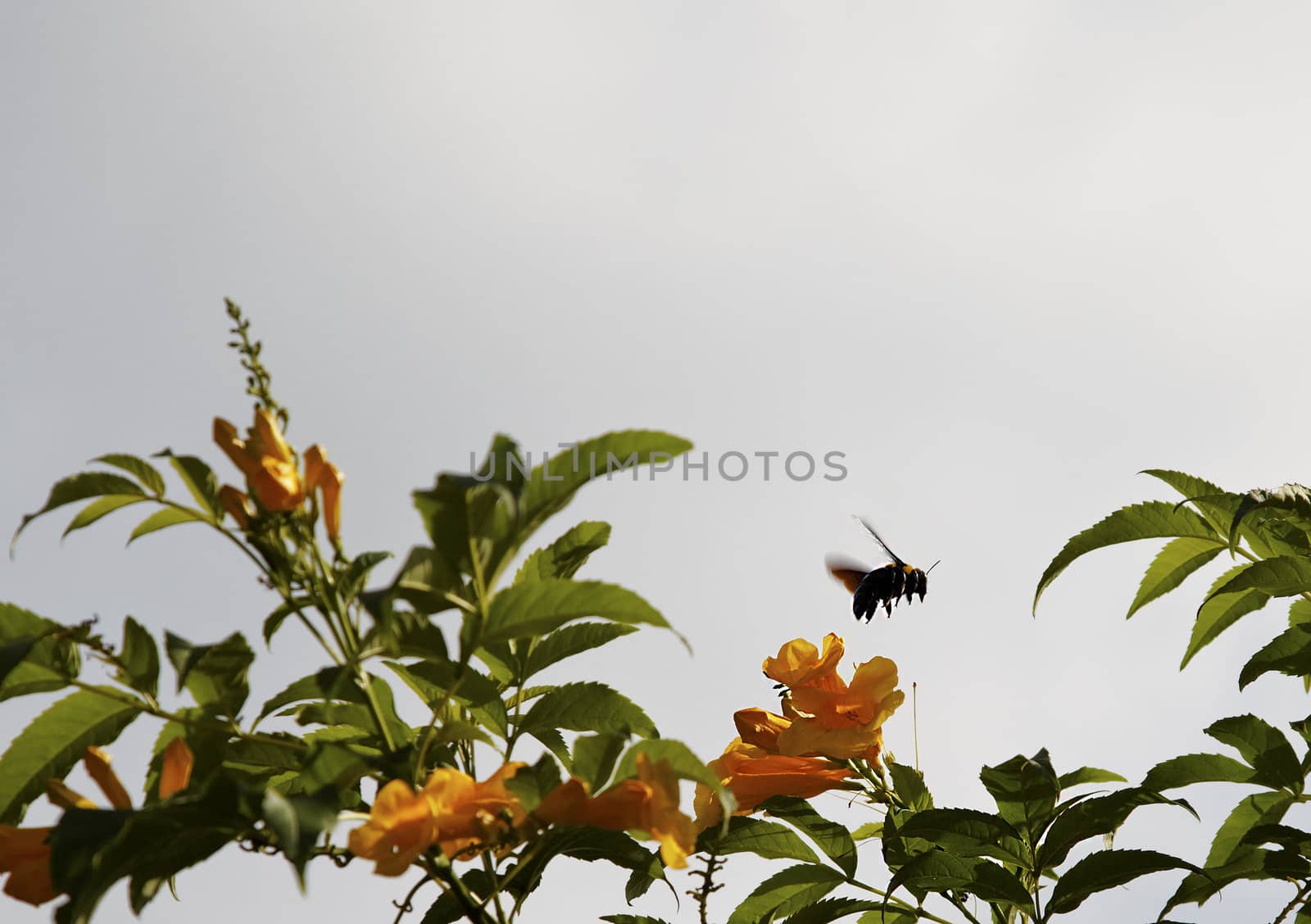 landcsape on sunny cloudy day of Calibrachoa bush Callie Deep Yellow Indian flower bumble bee, horizontal copy space and crop area