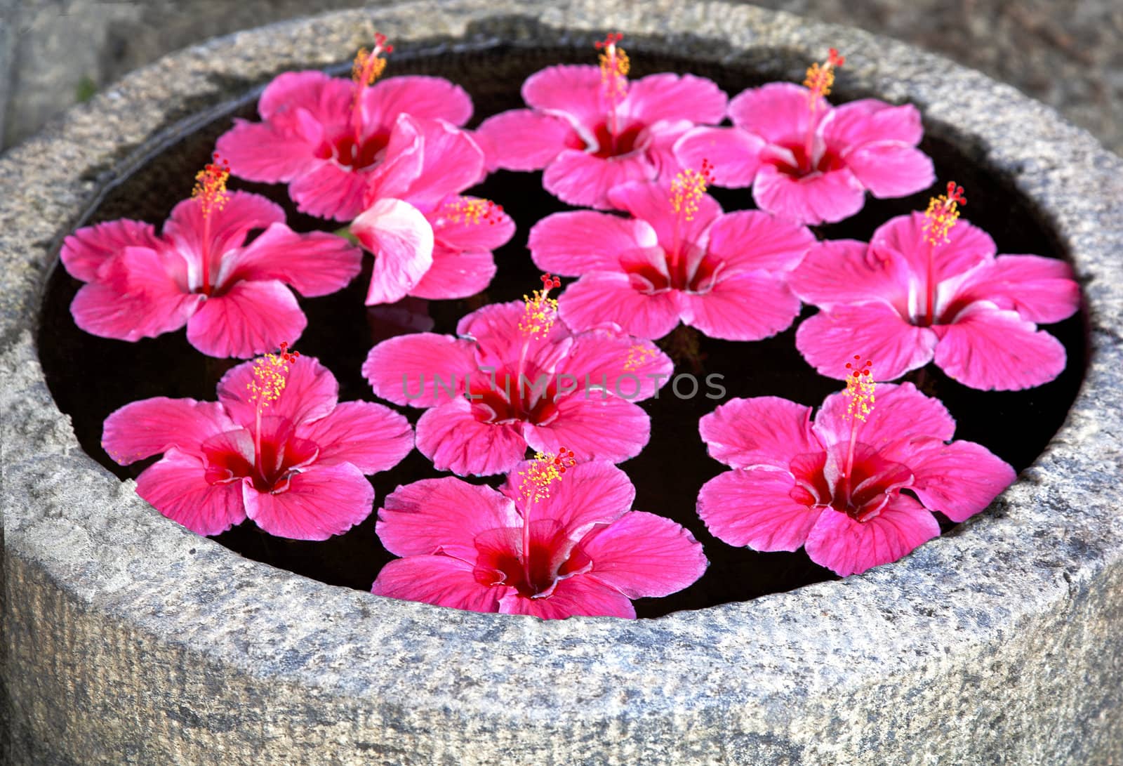 Hibicus Bright pink fluted flower floating on water in a feature outdoor garden vessal pond India, headline space crop margin landscape horizontal
