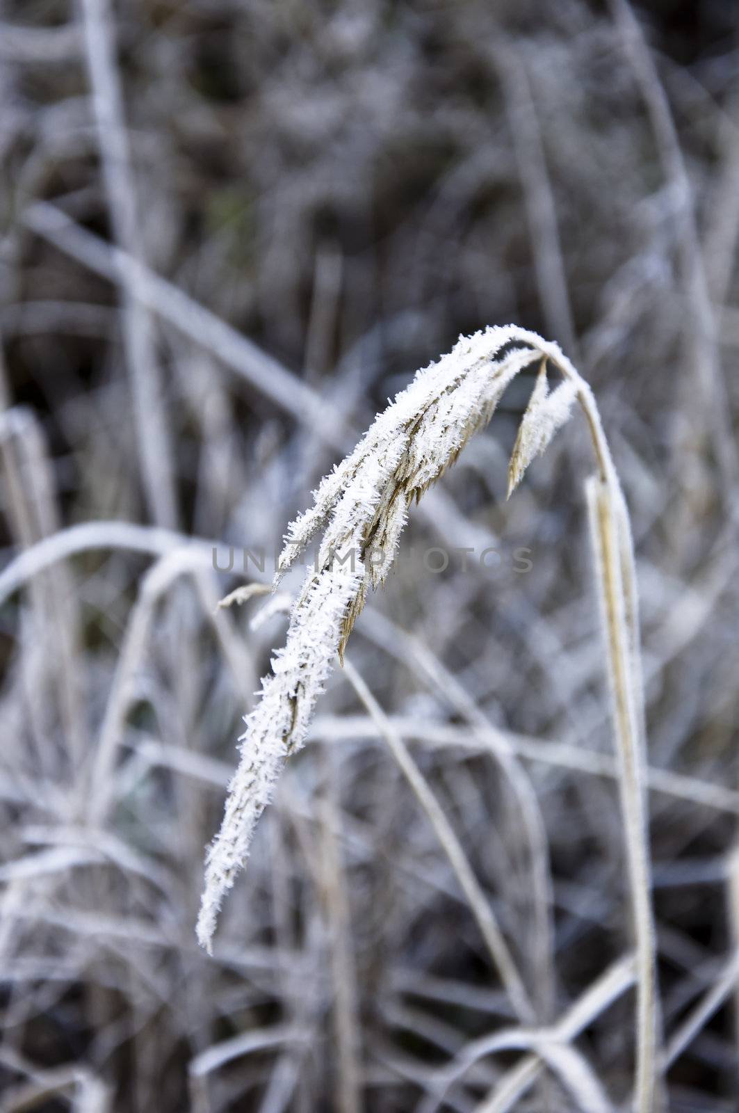 Stem rye covered with the first snow. Winter. Closeup selective focus.