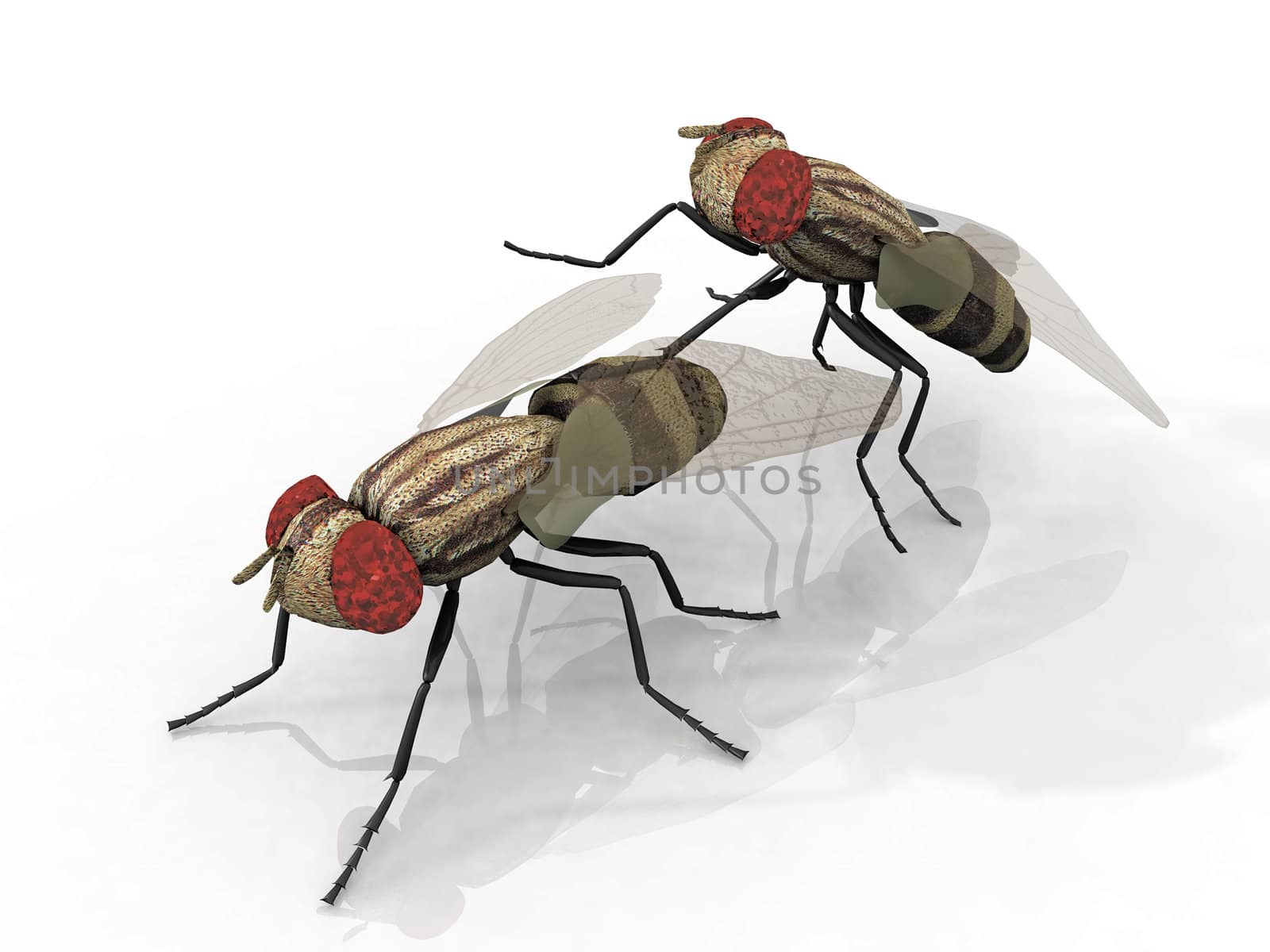 two  flies copulating on a white background