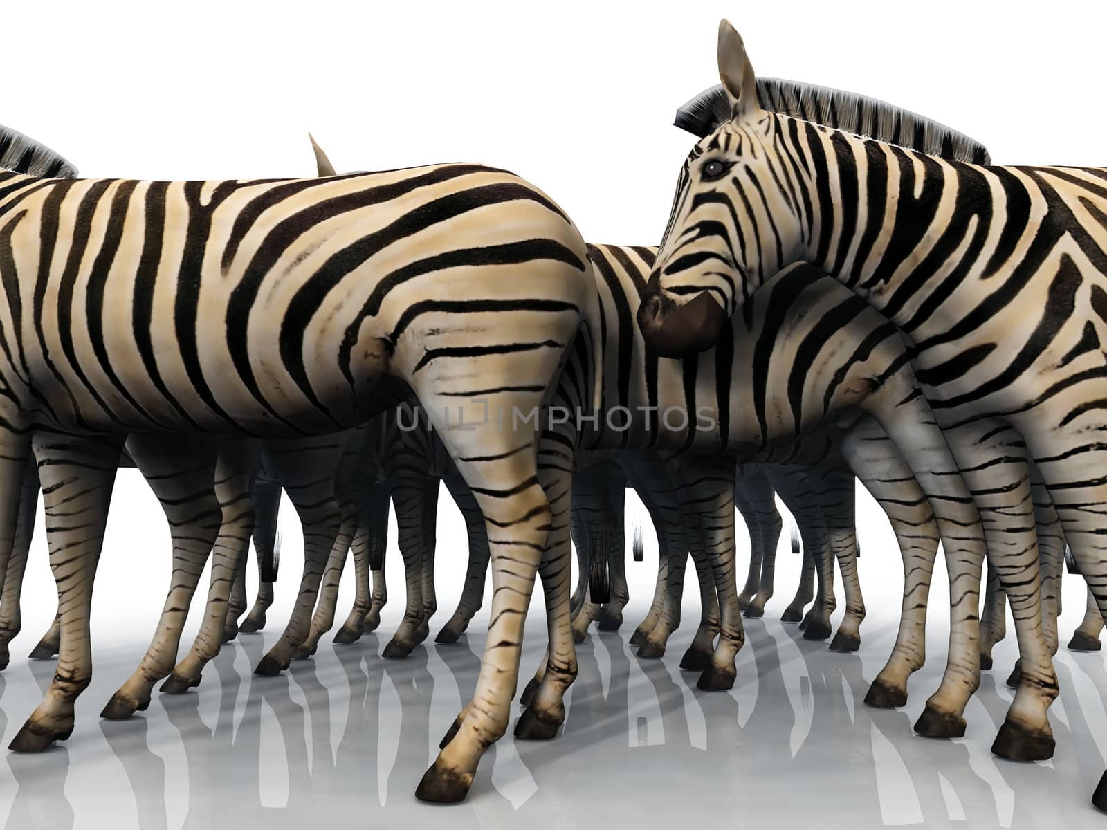 zebras by njaj