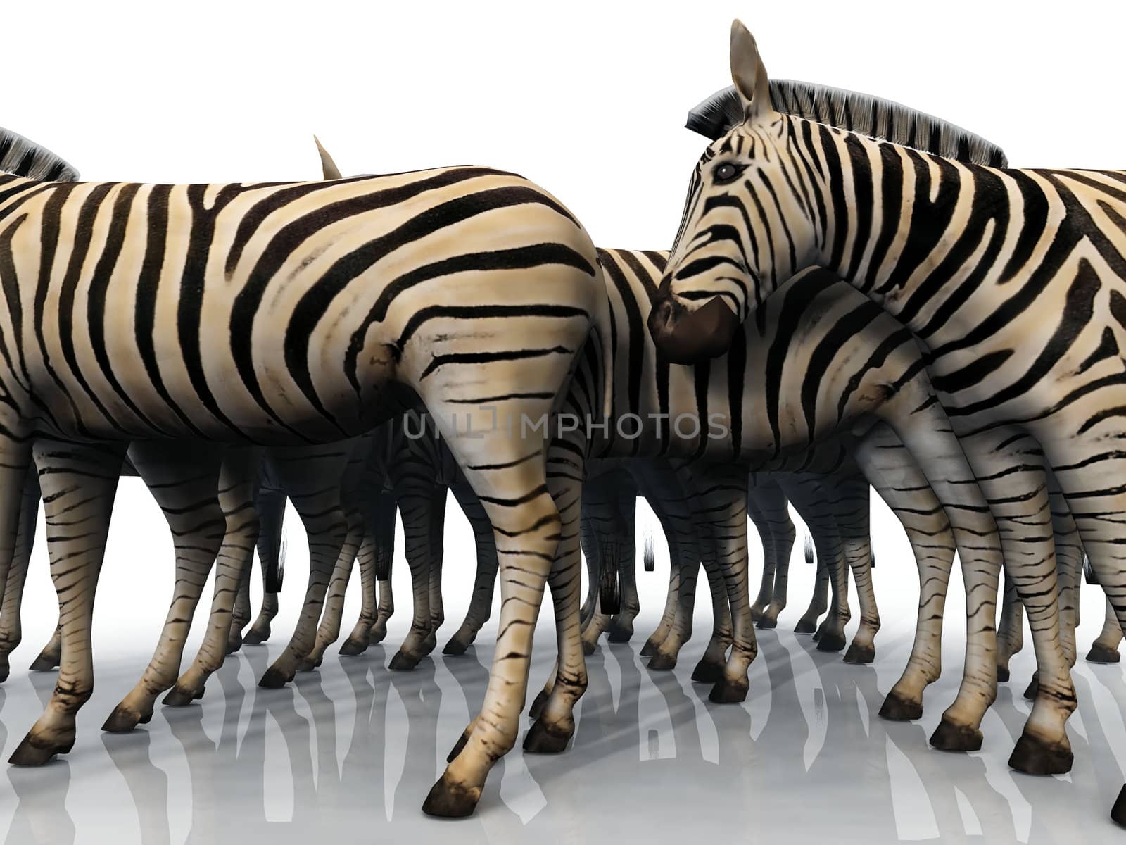 herd of zebras on a white background