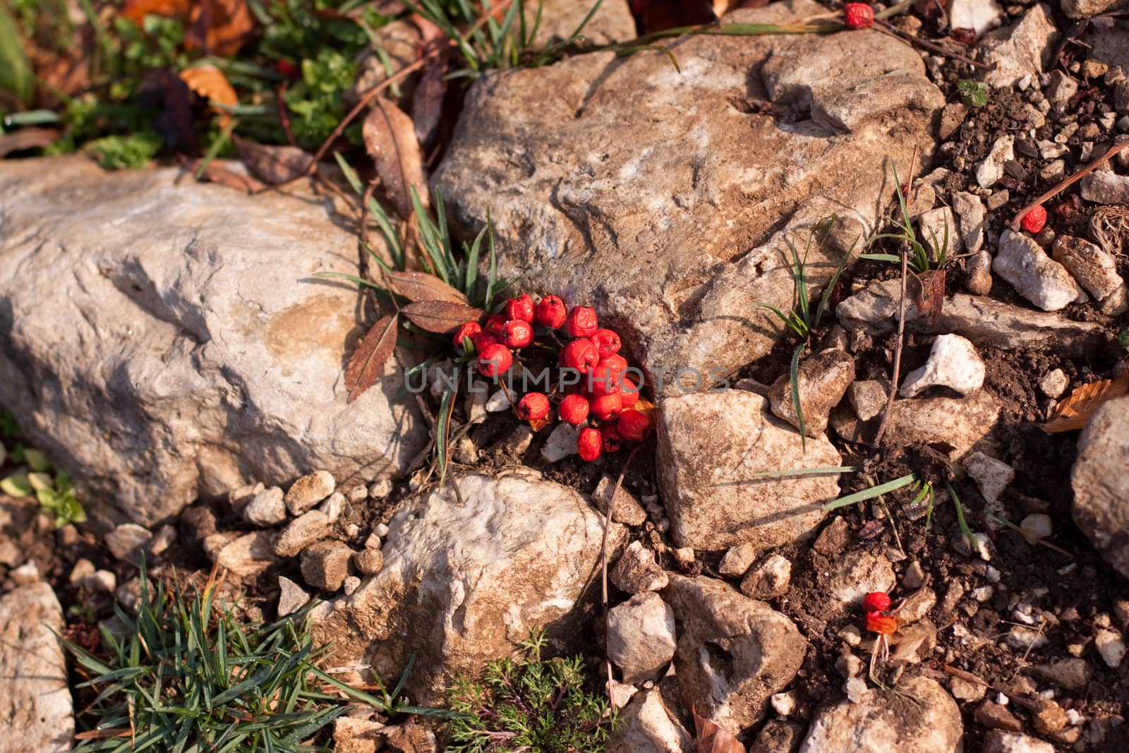 Red berries between rocks and grass
