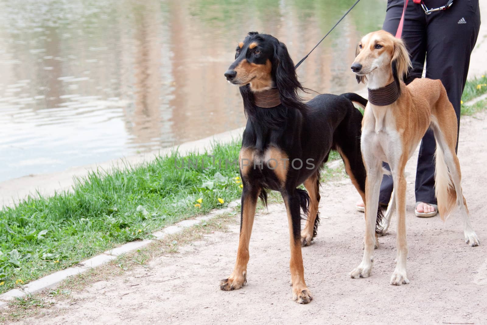 Two standing young salukies and its master
