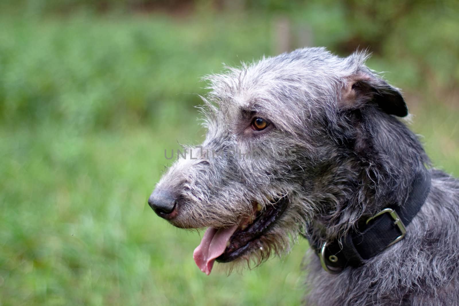 A portrait of irish wolfhound in a summer park
