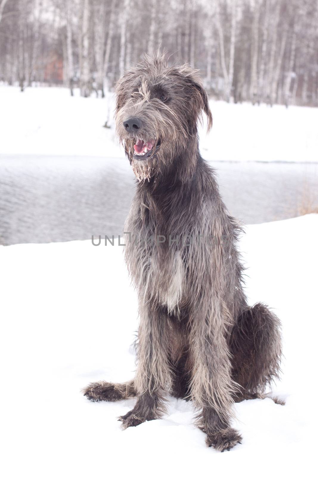 An irish wolfhound sitting on a snow-covered field
