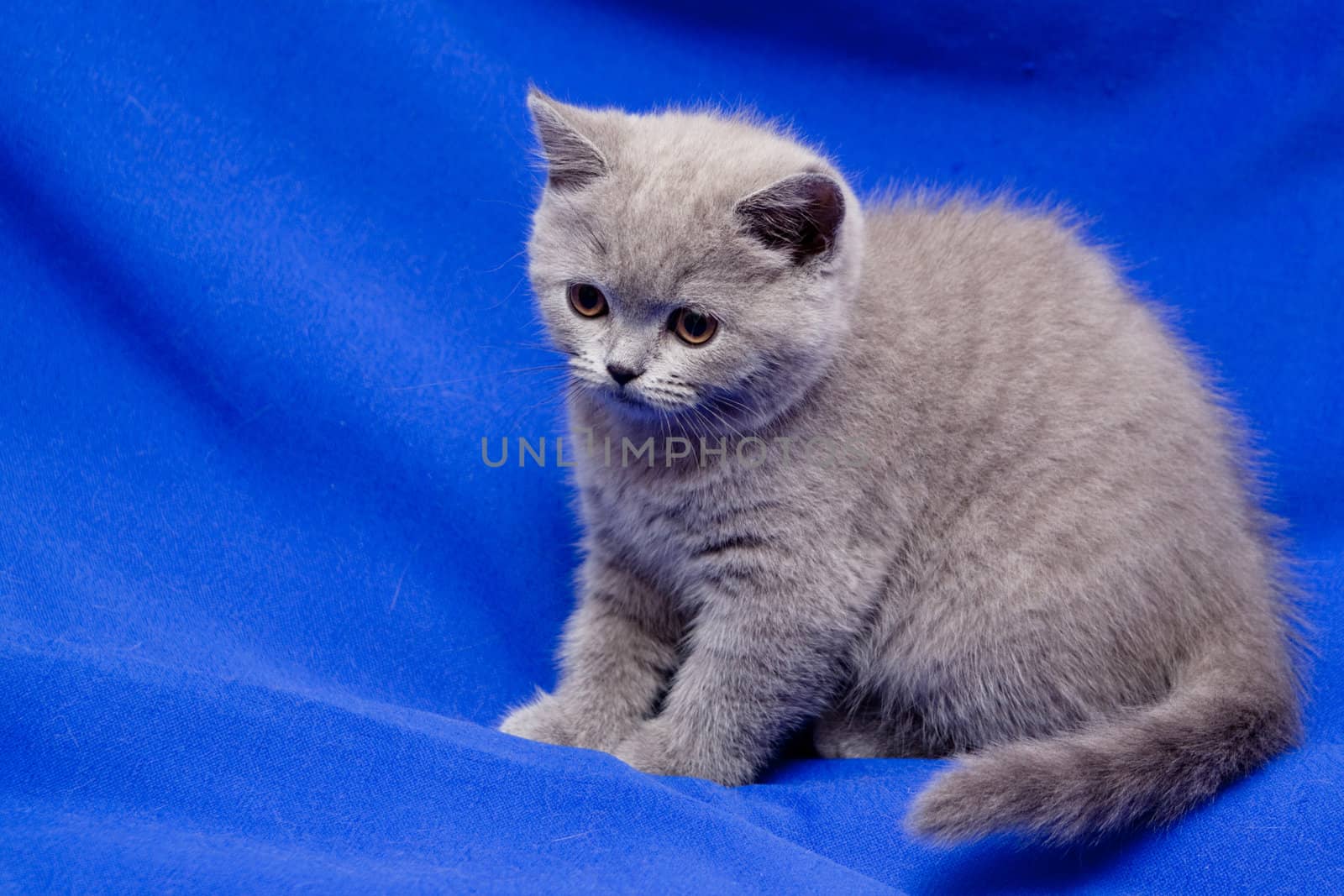 A yellow-eyed British kitten sitiing on blue background
