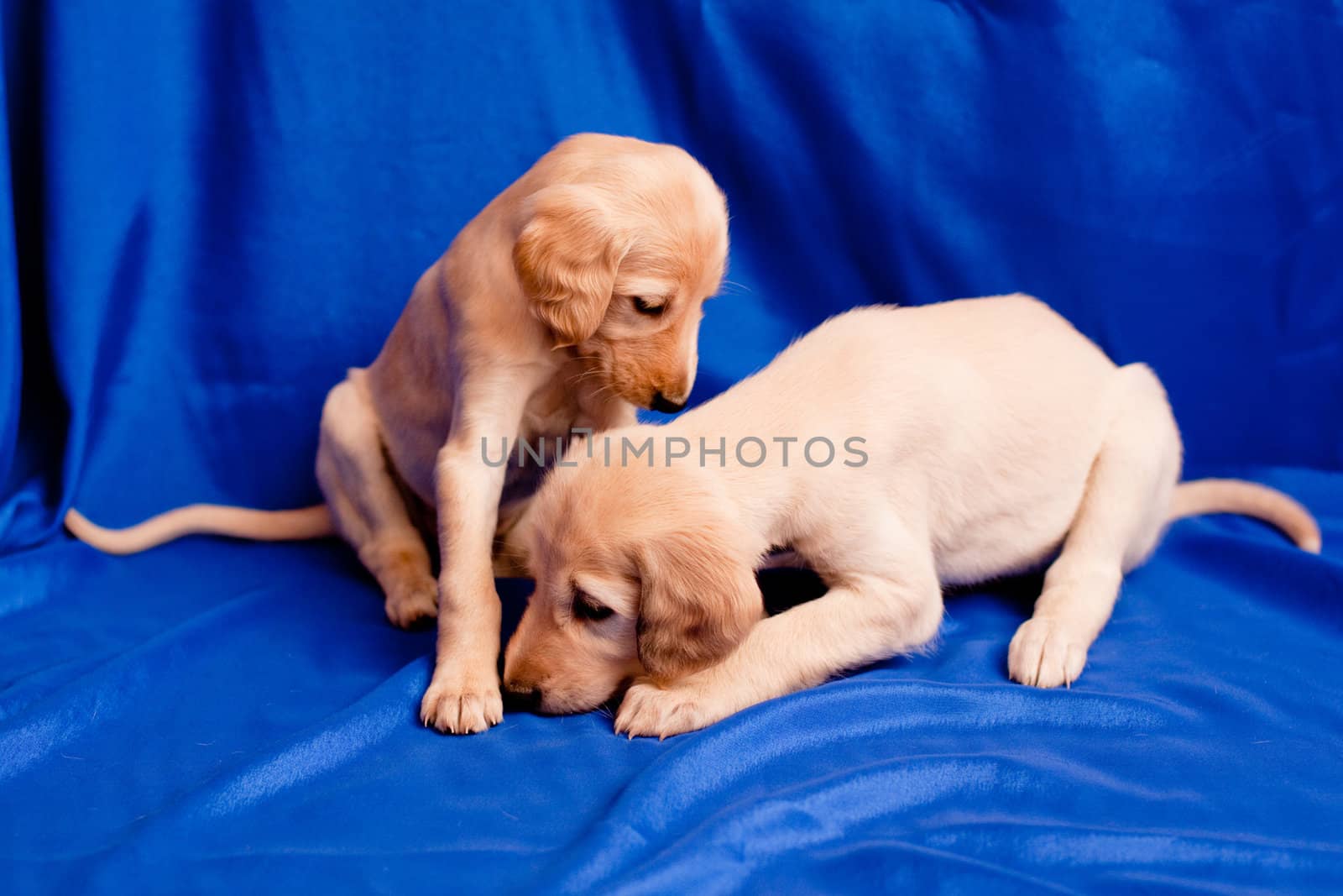 Two white saluki pups on blue background
