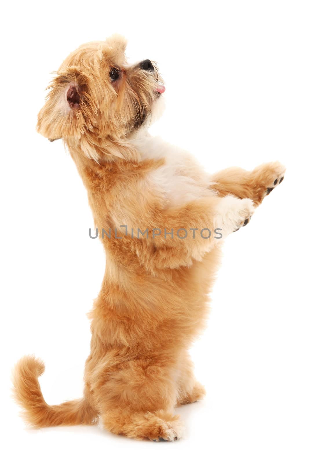 Adorable tiny mixed bread dog begging over white background.